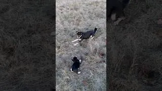 Thumbnail: Luna and Bucks play#nature #funnydogs #dog #animals #