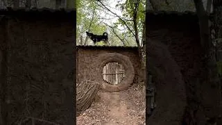Thumbnail: survival skills:#shelter #survival #primitivehome #bushcraft#dugout