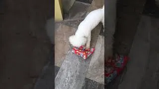 Thumbnail: Dog opens his Christmas gift