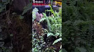 Thumbnail: How We Built This Terrarium Setup! 🦎🌿 | Karnataka Aquarium