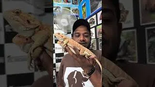 Thumbnail: Why Is It Called a Bearded Dragon? 😳🦎 | Amazing Facts #karnatakaaquarium