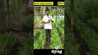 Thumbnail: దేశీవక్క రకం || నర్సరీ నుంచి లాభాల వరకు || Best Desi Arecanut Nursery |  Karshaka Mitra #shorts