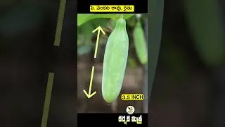 Thumbnail: రావులపాలెం దొండ - లాభాల పంట || Successful Ivy Gourd Farming || Karshaka Mitra #shorts #agriculture