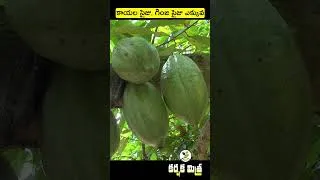 Thumbnail: అధిక దిగుబడి ఇచ్చే కోకో రకం విట్టల్ - 1 || Best Cocoa Variety VITTAL - 1 || Karshaka Mitra
