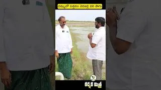 Thumbnail: దమ్ములో విత్తనం వెదజల్లి వరి పండిస్తున్నాం| Paddy Broadcasting Success Story #KarshakaMitra #shorts
