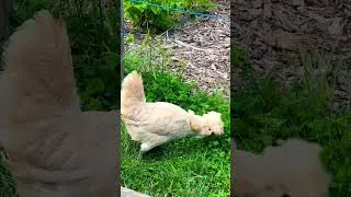 Thumbnail: cute farm chickens