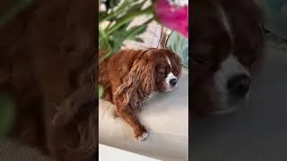 Thumbnail: A flying cat and a snoozing dog! Meanwhile I’m trying to declutter 🤣#catsanddogs #petshorts