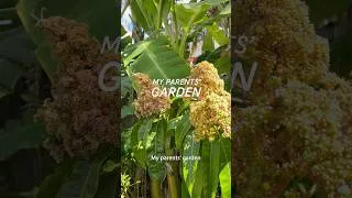 Thumbnail: My Parents’ Garden