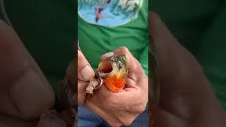 Thumbnail: The right way to remove the hook from a Pirahna.