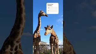 Thumbnail: The best guest’s at the Manor.             #giraffe #safari #travel #nairobi #giraffemanor