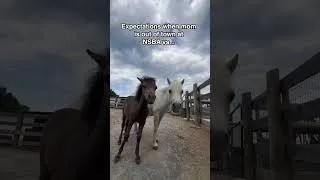 Thumbnail: They apparently are a bit more boring when I’m not around 🤣😅#katievanslyke #horses #minihorses