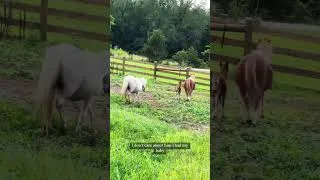 Thumbnail: Throwback! Baby Mini Horse George Meets His Aunt Karen for the First Time