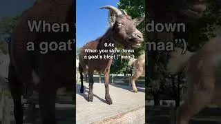 Thumbnail: I always knew Blossom had an evil streak 😅🐐#Goats #minigoats #animals #cuteanimals