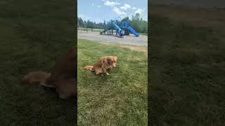 Thumbnail: Kali at the park