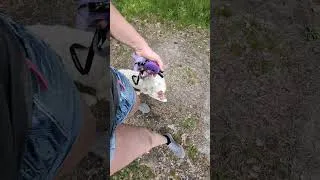 Thumbnail: If You Walk Your Dog Like This You Might Miss Opportunities (ecollar)