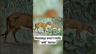 Thumbnail: Whether you call them feral or wild doesn’t really matter, but it’s good to know #wildhorses