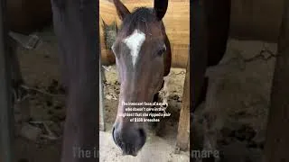 Thumbnail: Thank god I got them on sale😂 #horse #equestrian #horseriding #thoroughbred