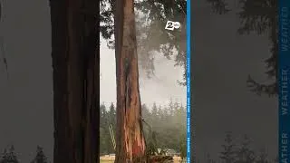 Thumbnail: Lightning hits a tree in Hockinson, Washington, smoke and flames pour from the Douglas fir