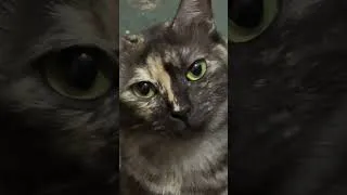 Thumbnail: 😹🤦‍♂️ #cat #kitty #lol