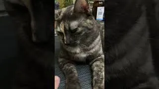 Thumbnail: Poke the chill kitty 😻