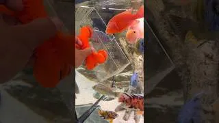 Thumbnail: African Cichlid Freedom! 🤣💦 #aquarium