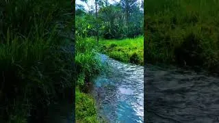 Thumbnail: River ambient #relaxing #meditationmusic #riversounds #nature #forestriversounds #watersounds #relax