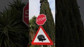 Thumbnail: Финальная репитиция перед первым марафоном#marathon