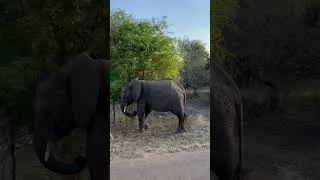 Thumbnail: #DreamMoment #Elephants #krugernationalpark #krugersightings #krugersafari #KBdesigned