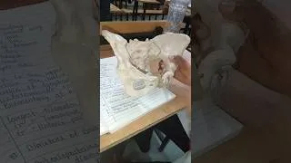 Thumbnail: Division of Pelvic #bscnursing #education #anmnursing #norcetmcq #sociology #explore