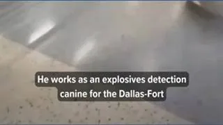 Thumbnail: Texas TSA dog named agency’s Cutest Canine
