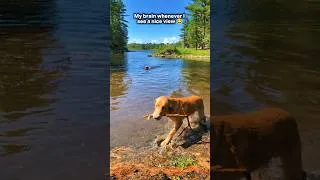Thumbnail: Keep Being Weird Doggos. #keepbeingyou #subscribe #kearneyslounge #dog #funny #shorts #petlover