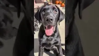 Thumbnail: Cranky Dog! #subscribe #kearneyslounge #dog #kearneyspets #dogshorts #nature #labradorretriever #pet