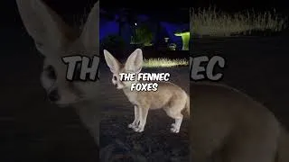 Thumbnail: Let’s Rank The Difficulty of our Night Zoo Habitats (Planet Zoo) #shorts #planetzoo