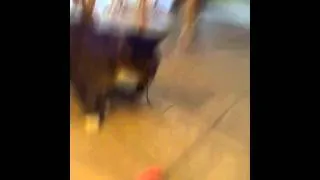 Thumbnail: Mittens Gets Busted