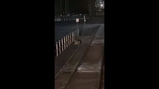 Thumbnail: GFPD investigating mountain lion sighting in downtown SF