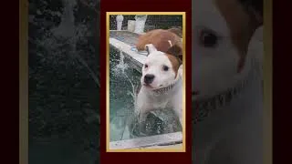 Thumbnail: When your pup finds out it doesn't have 9 lives  #funny