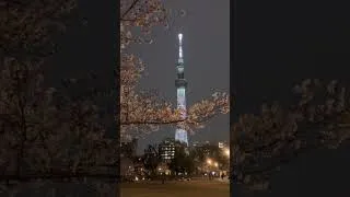 Thumbnail: Sakura in Full Bloom at Sumida Park River Walk, April 5 2024 #sakura2024