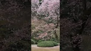 Thumbnail: Sakura Blooming in Kawagoe Japan on April 1 2024 #sakura2024