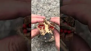 Thumbnail: 3min Survival Skills & Tips🔥#survival #bushcraft #camping #outdoors #lifehacks