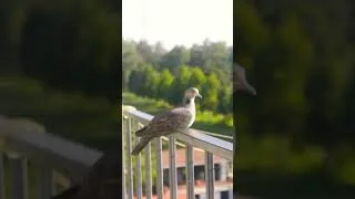 Thumbnail: dove flying before and after