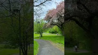 Thumbnail: Goat Island, Niagara- where nature feels close. Mist in the air, water all around, and wildlife 🌿🌊