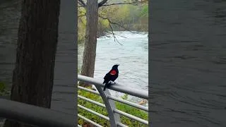 Thumbnail: Niagara: more than a waterfall - a vibrant home to birds, wildlife, and the beauty of nature🦆🦋🌸🍃