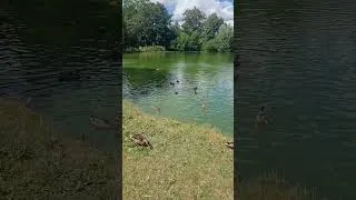 Thumbnail: #ducks #water #pond ##wildfowl #coots #wealdanddownland #museum #quack