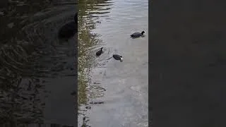 Thumbnail: #coots #mum #baby #feeding #wildfowl #pond #Wealdanddownland #nature #birds