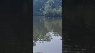 Thumbnail: #pond #pondlife #wildfowl #wildlife #Canadiangeese #southpond #ducks #drake #mallard #midhurst