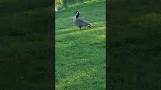 Thumbnail: #geese #wildfowl #pond #babies #canadiangeese #sleeping #birdsong #beautiful #safe