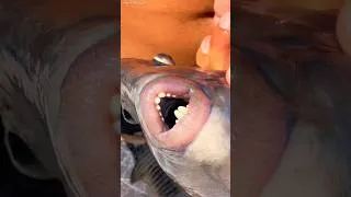 Thumbnail: Triggerfish are dangerous #fun #animals #incredible #triggerfish