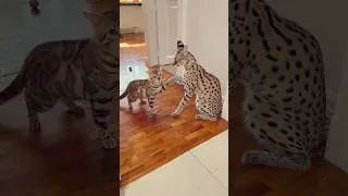 Thumbnail: Leopard cat #fun #animals #incredible #cat#leopardcat