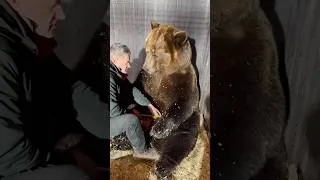 Thumbnail: When you raise a bear#cute #animal #incredible #fun #bear