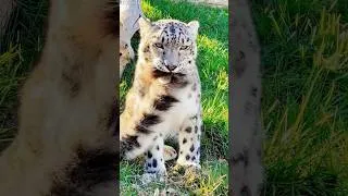 Thumbnail: Snow leopard trivia #fun #animals #incredible #snowleopard